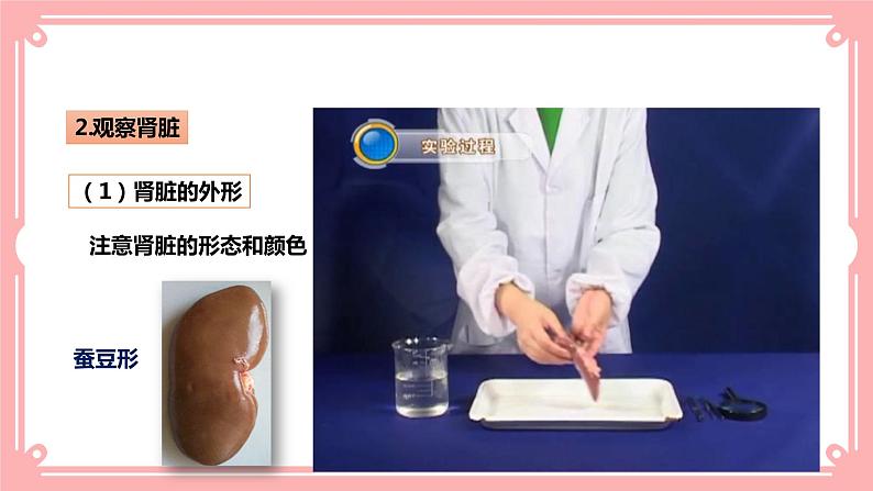 11.2 尿的形成与排出=课件第6页