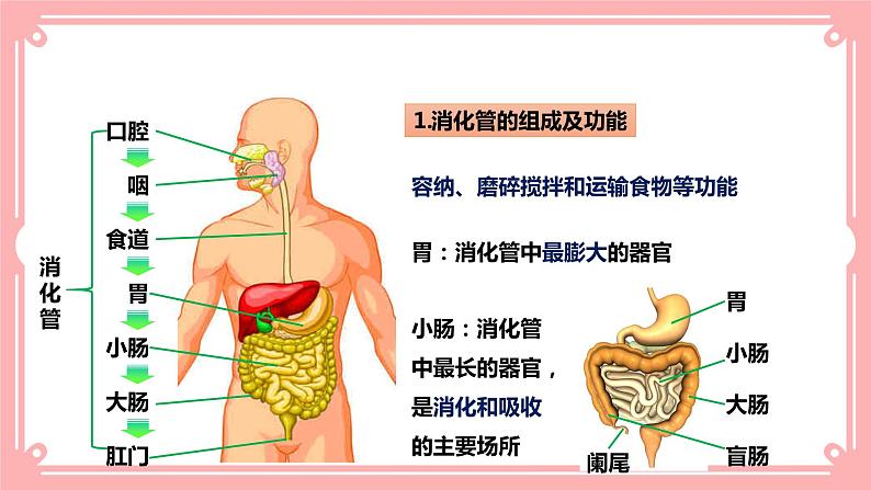 8.2食物的消化和营养物质的吸收(1)(课件+教案+练习+学案)07