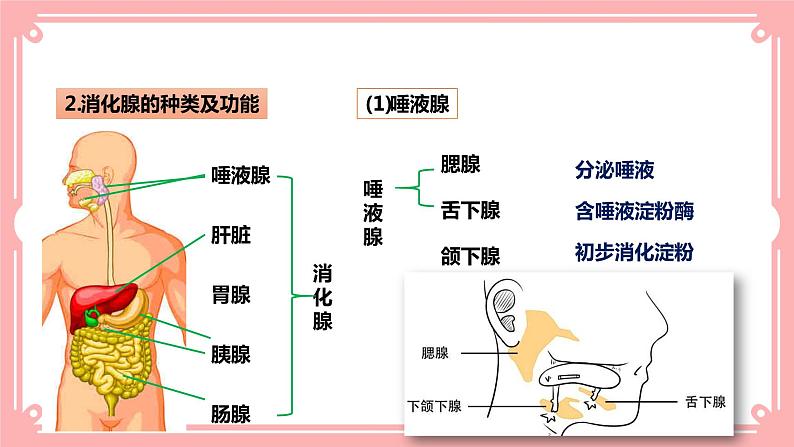8.2食物的消化和营养物质的吸收(1)(课件+教案+练习+学案)08