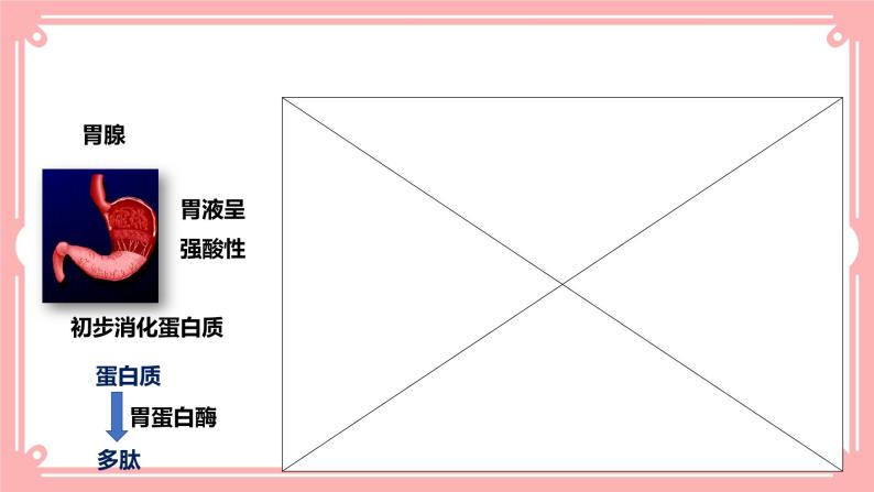 8.2食物的消化和营养物质的吸收（2）（课件+教案+练习+学案）05