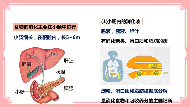 8.2食物的消化和营养物质的吸收（2）（课件+教案+练习+学案）07