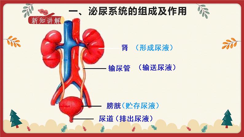 11.2 尿的形成与排出(课件+教学设计+练习+学案)03