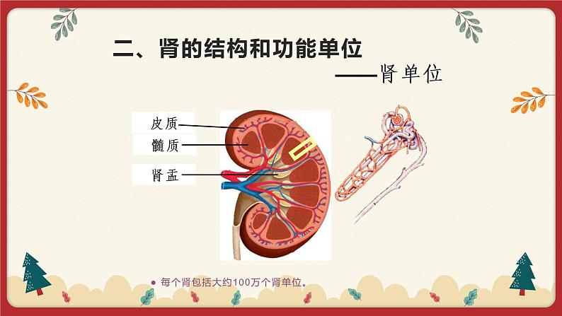 11.2 尿的形成与排出(课件+教学设计+练习+学案)04