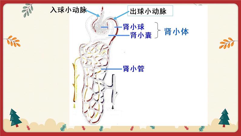 11.2 尿的形成与排出(课件+教学设计+练习+学案)06