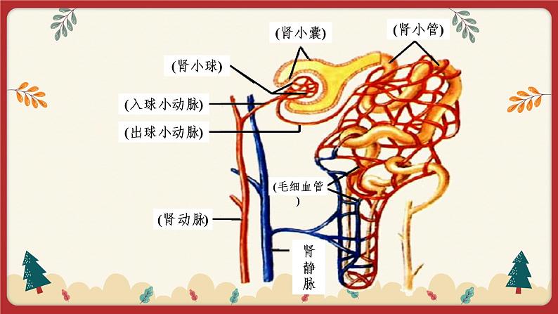 11.2 尿的形成与排出(课件+教学设计+练习+学案)07