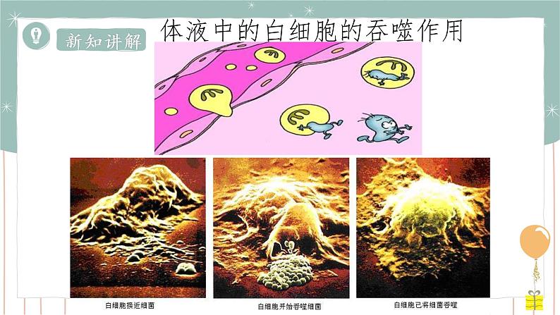 13.3 人体免疫=课件第8页