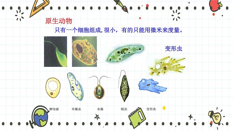 22.2原生生物的主要类群(课件+教学设计+练习+学案)05