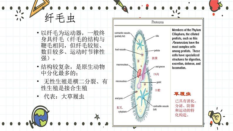 22.2原生生物的主要类群(课件+教学设计+练习+学案)06