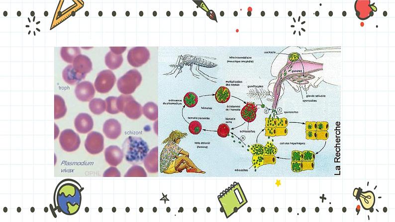 22.2原生生物的主要类群(课件+教学设计+练习+学案)07