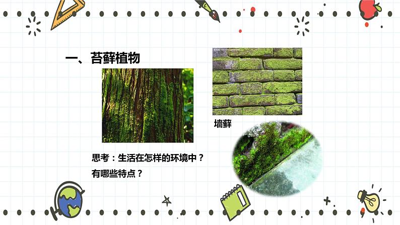 22.3植物的主要类群(1)-课件第5页
