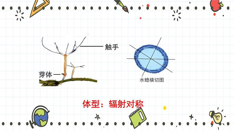 22.4动物的主要类群(1)(课件+教学设计+练习+学案)08
