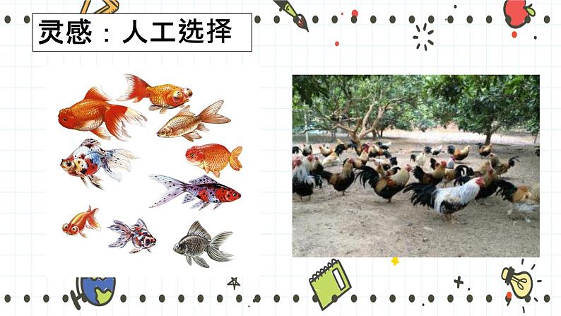 21.2生物的进化(2)(课件+教学设计+练习+学案)04