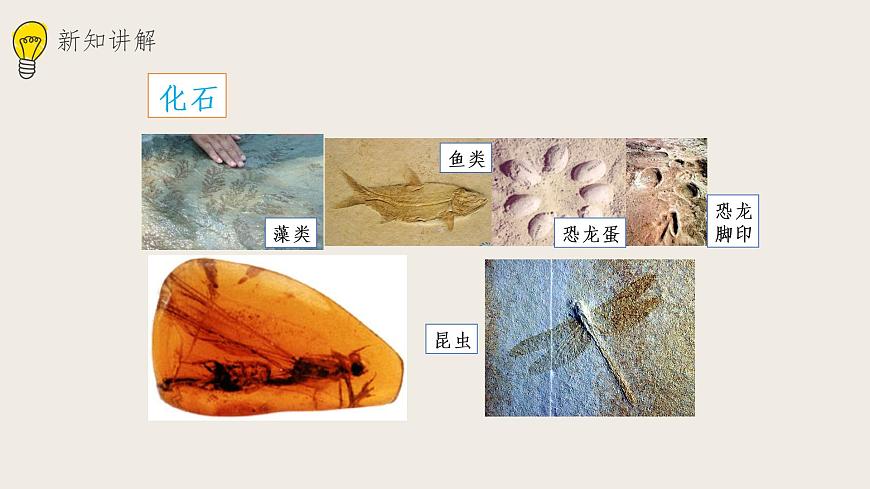 21.2生物的進(jìn)化（1） 課件第2頁(yè)