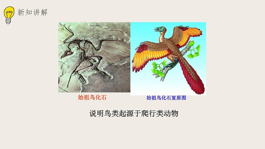 21.2生物的進(jìn)化（1） 課件第3頁(yè)