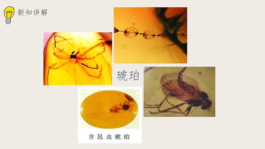 21.2生物的進(jìn)化（1） 課件第7頁(yè)