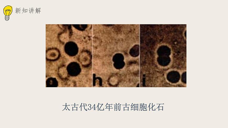 21.2生物的進(jìn)化（1） 課件第8頁(yè)