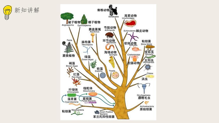 21.2生物的進(jìn)化(2)課件第2頁