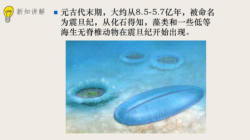 21.2生物的進(jìn)化(2)課件第8頁