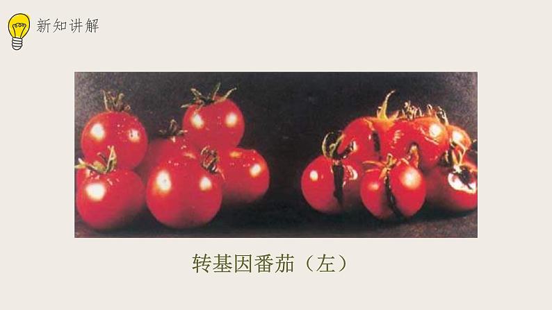 25.2现代生物技术(课件+教案+练习+导学案)03
