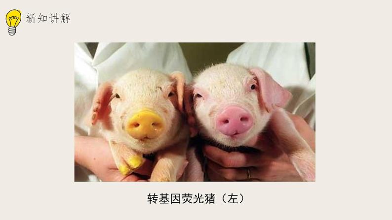 25.2现代生物技术(课件+教案+练习+导学案)04