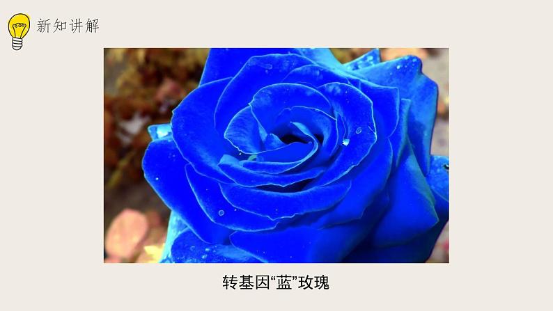 25.2现代生物技术(课件+教案+练习+导学案)05