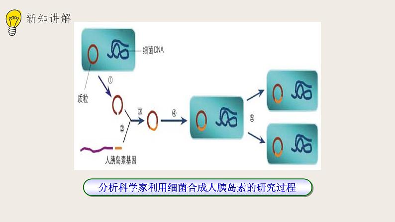 25.2现代生物技术(课件+教案+练习+导学案)07