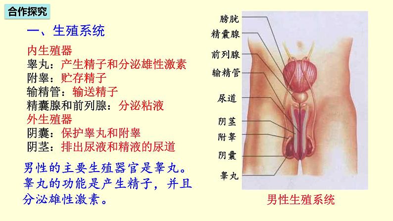 人教版七年级生物下册----4.1.2 人的生殖 课件第4页