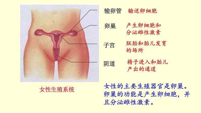 人教版七年级生物下册----4.1.2 人的生殖 课件第5页