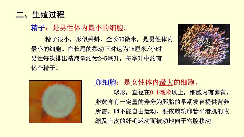 人教版七年级生物下册----4.1.2 人的生殖 课件第6页