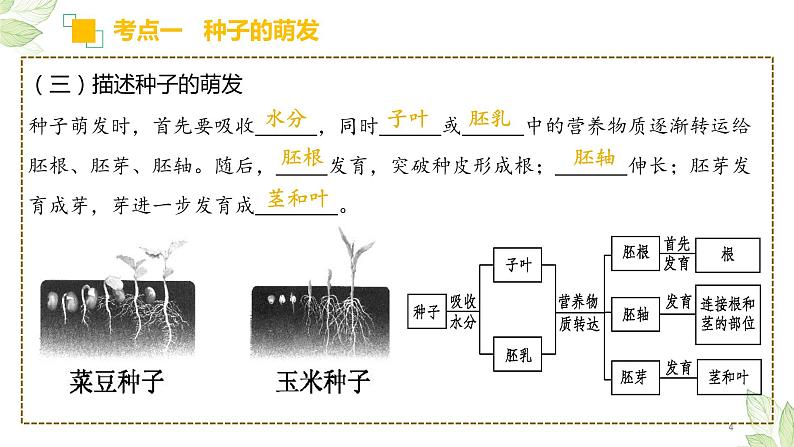 专题05 被子植物的一生(上课用课件)-【过一轮】2022年中考生物一轮复习课件精讲与习题精练04