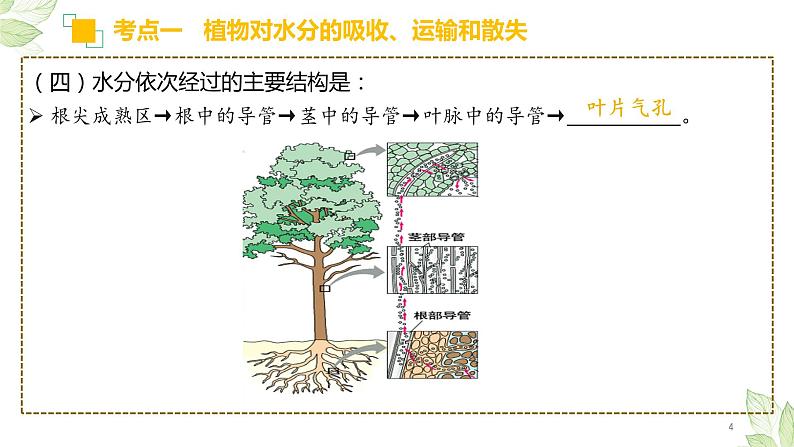 专题06 绿色植物与生物圈的水循环(上课用课件)-【过一轮】2022年中考生物一轮复习课件精讲与习题精练04