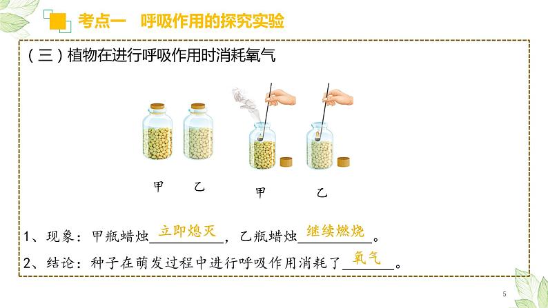 专题08 绿色植物的呼吸作用(上课用课件)-【过一轮】2022年中考生物一轮复习课件精讲与习题精练05