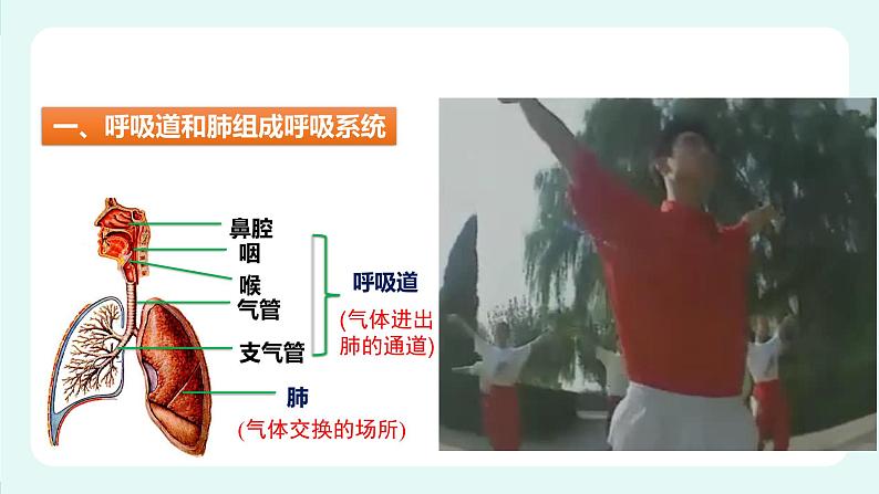 10.2人体细胞获得氧气的过程(1)-课件第3页
