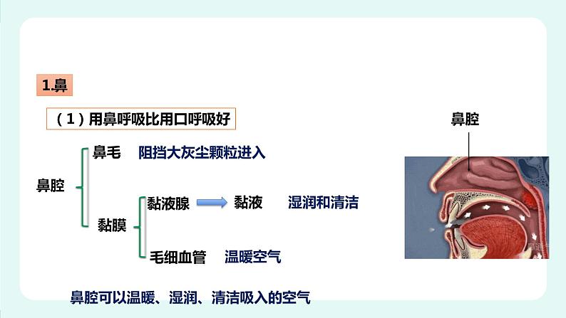 10.2人体细胞获得氧气的过程(1)-课件第4页