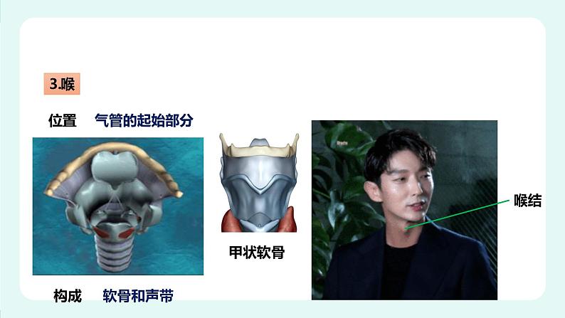 10.2人体细胞获得氧气的过程(1)-课件第8页