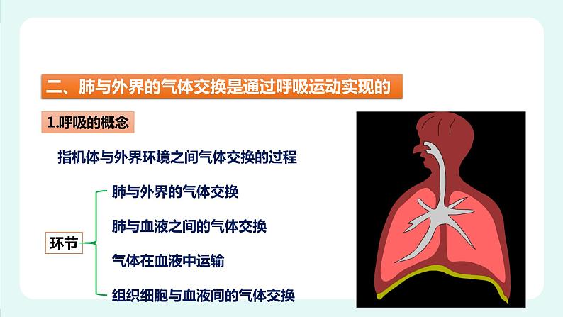 10.2人体获得氧气的过程(2)-课件第3页