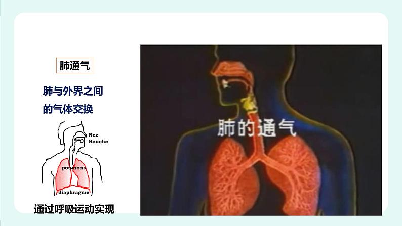 10.2人体获得氧气的过程(2)-课件第4页
