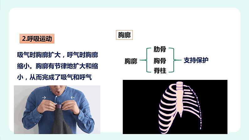 10.2人体获得氧气的过程(2)-课件第5页