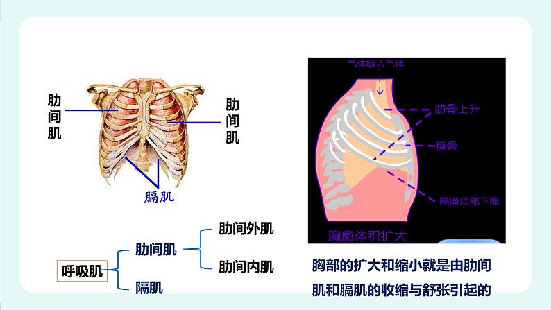 10.2人体获得氧气的过程(2)-课件第6页
