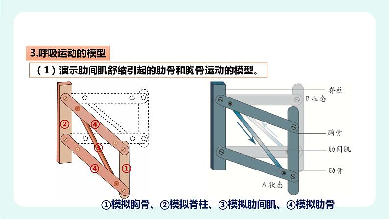 10.2人体获得氧气的过程(2)-课件第7页