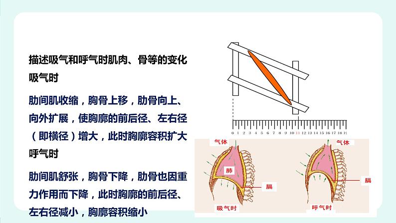 10.2人体获得氧气的过程(2)-课件第8页