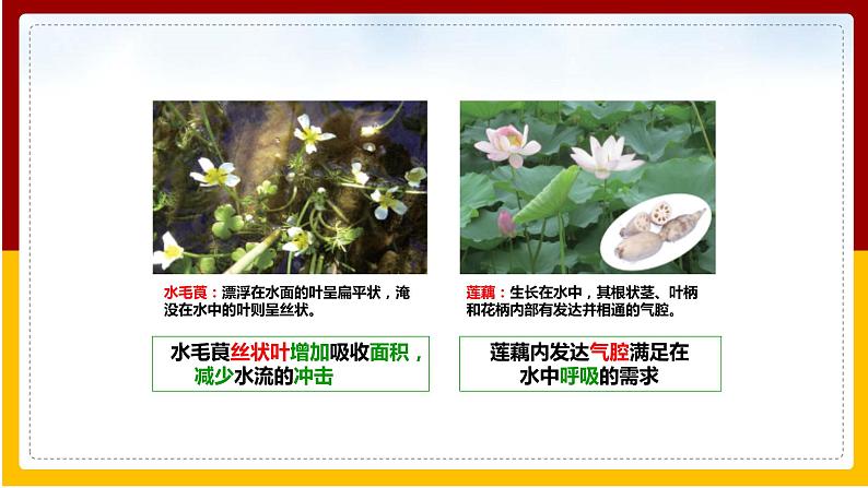 第6单元 生物与环境 第1章 生物与环境的相互作用 第2节 生物对环境的适应和影响课件PPT第5页