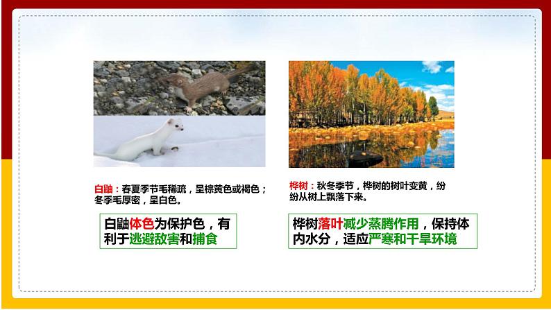 第6单元 生物与环境 第1章 生物与环境的相互作用 第2节 生物对环境的适应和影响课件PPT第6页