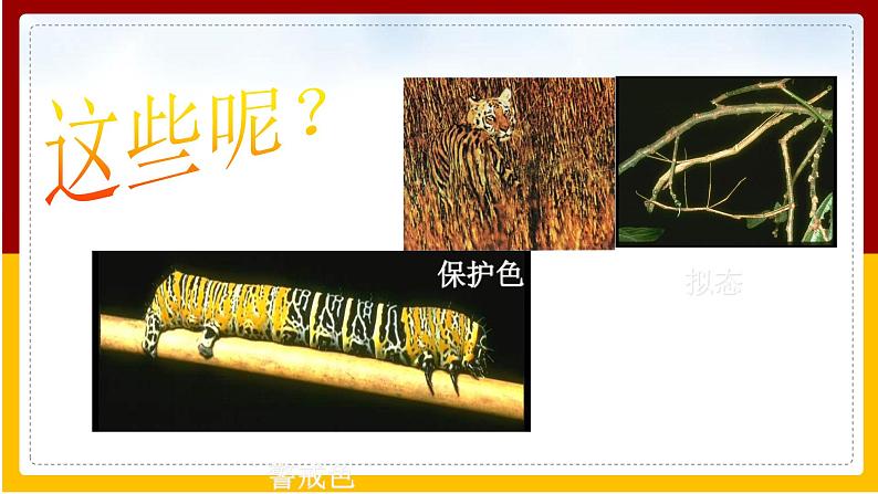 第6单元 生物与环境 第1章 生物与环境的相互作用 第2节 生物对环境的适应和影响课件PPT第7页