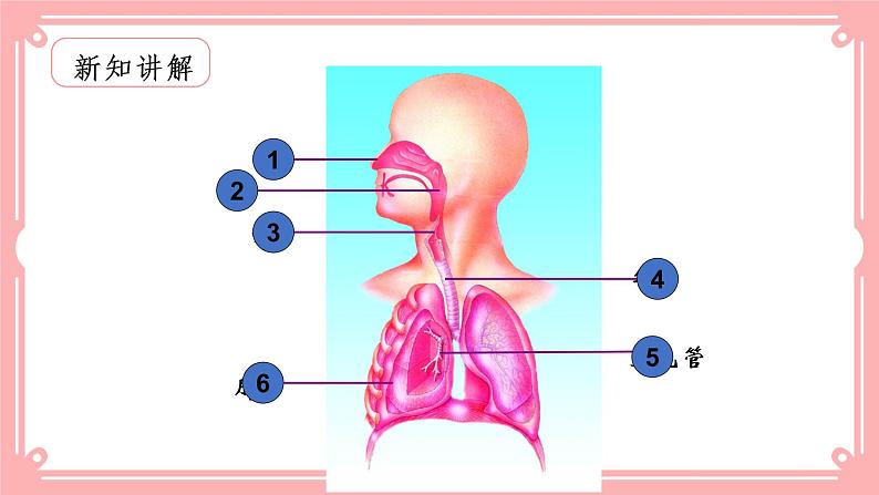 10.2人体细胞获得氧气的过程(课件+教案+练习+学案)02