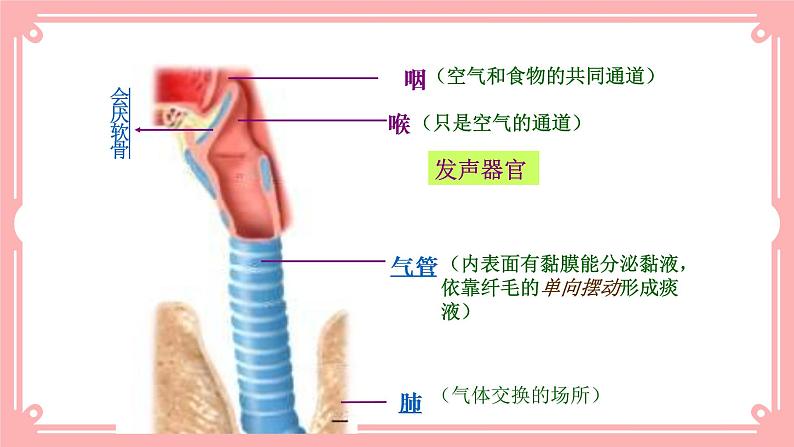 10.2人体细胞获得氧气的过程(课件+教案+练习+学案)06