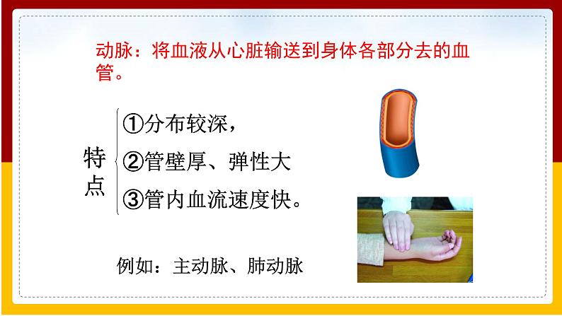 第10章 人体的物质运输和能量供给 第2节 人体的血液循环(1)课件PPT第7页