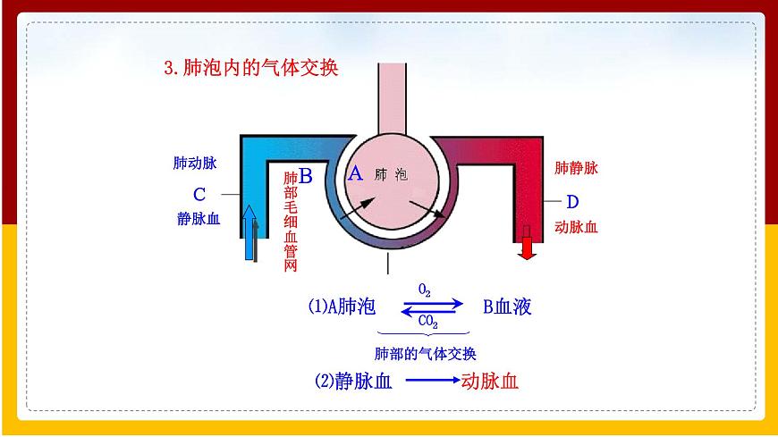 第10章 人體的物質(zhì)運輸和能量供給 第4節(jié) 人體內(nèi)氣體交換課件PPT第8頁