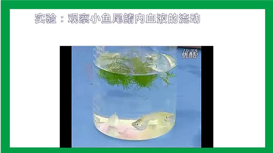 4.4.2血流的管道——血管 課件第6頁(yè)