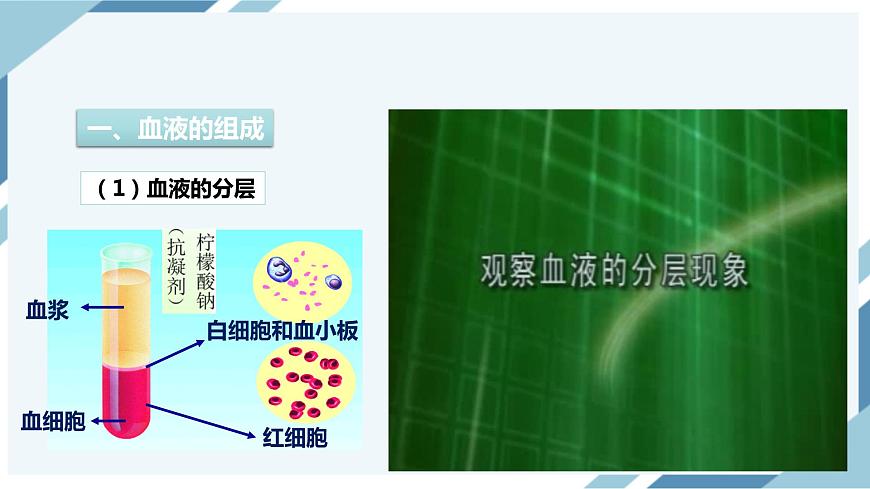 4.4.1流動的組織——血液 課件第5頁